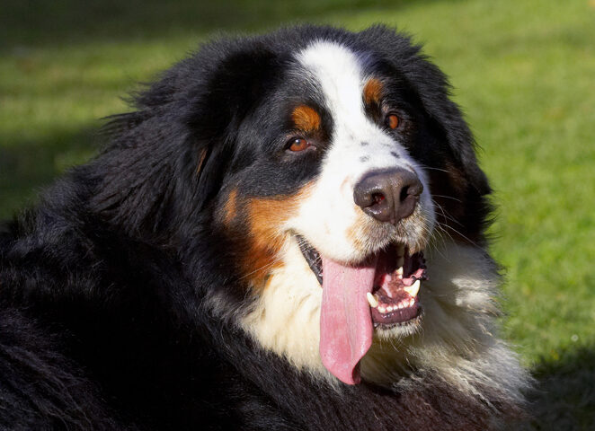 Bernese Mountain Dog, Digby, Dog, Dogs, Head, Play, Playing, Playtime, Tongue