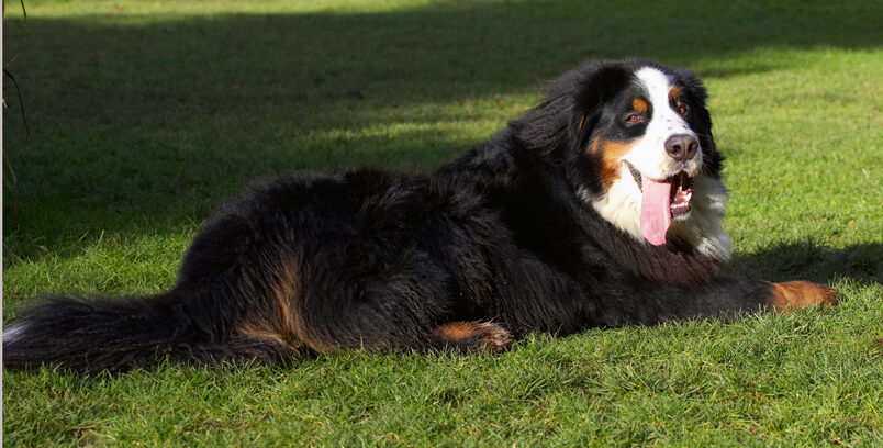 Bernese Mountain Dog, Digby, Dog, Dogs, Lying, Play, Playing, Playtime, Tongue