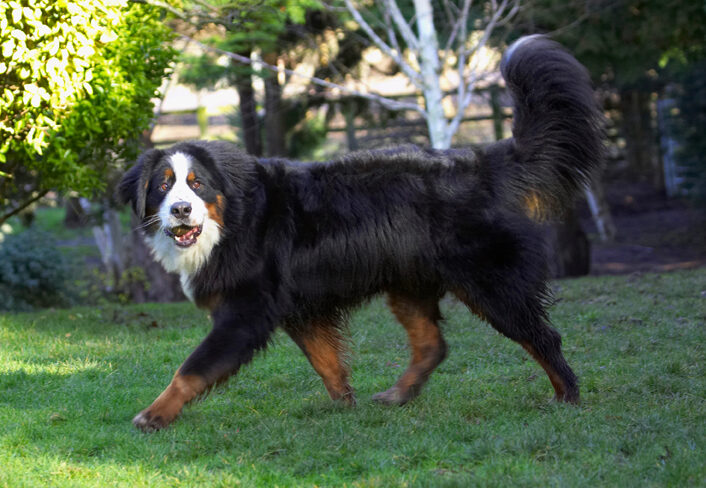 Bernese Mountain Dog, Digby, Dog, Dogs, Play, Playing, Playtime