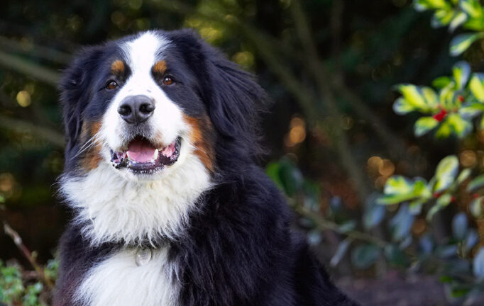 Bernese Mountain Dog, Digby, Dog, Dogs, Head, Play, Playing, Playtime
