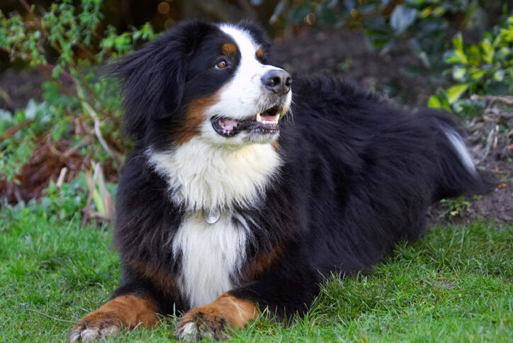 Bernese Mountain Dog, Digby, Dog, Dogs, Lying, Play, Playing, Playtime
