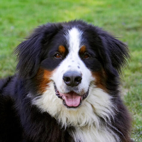 Bernese Mountain Dog, Digby, Dog, Dogs, Head, Play, Playing, Playtime, Tongue