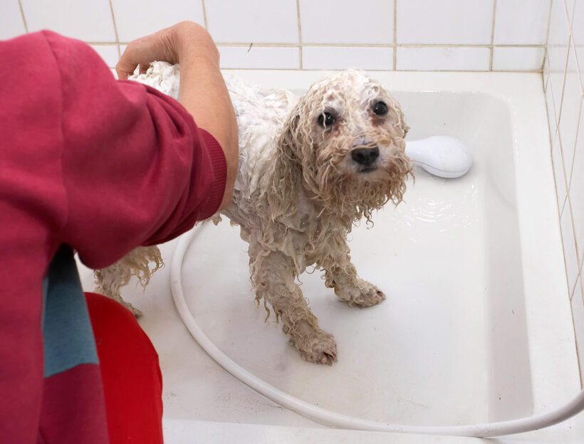 Bath, Bolognese, Dog, Dogs, Lulu, Oscar, Shower, Time