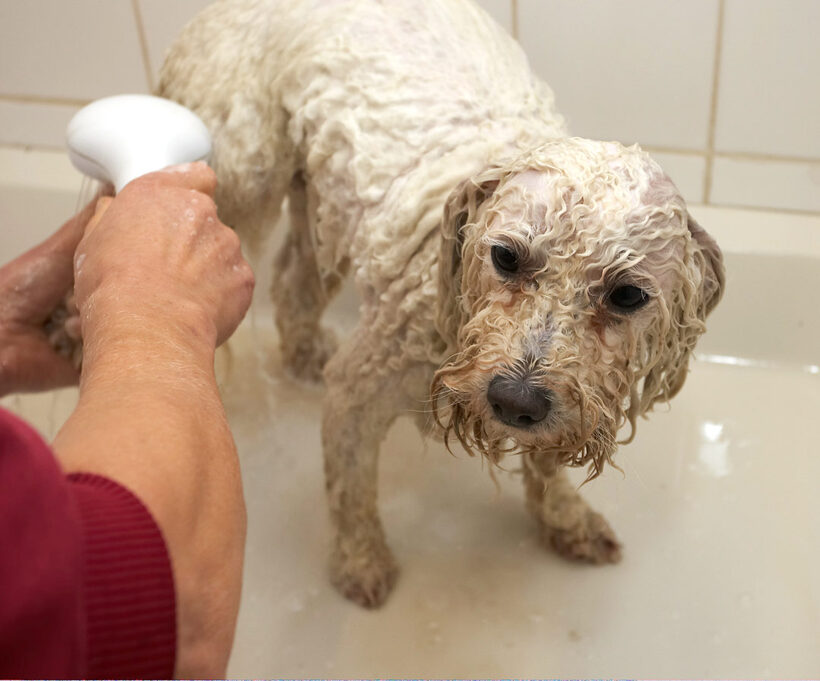 Bath, Bolognese, Dog, Dogs, Lulu, Oscar, Shower, Time