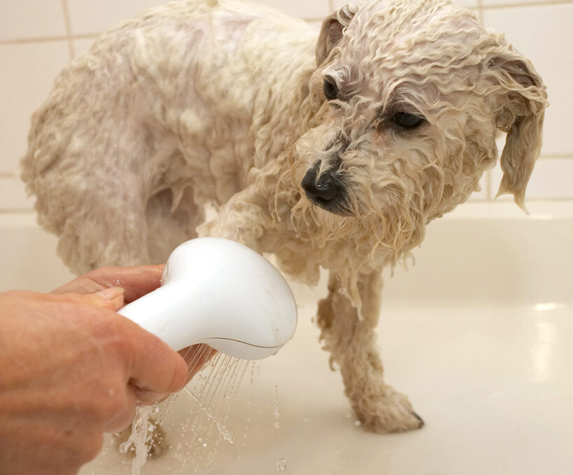 Bath, Bolognese, Dog, Dogs, Lulu, Oscar, Shower, Time