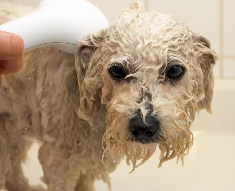 Bath, Bolognese, Dog, Dogs, Lulu, Oscar, Shower, Time
