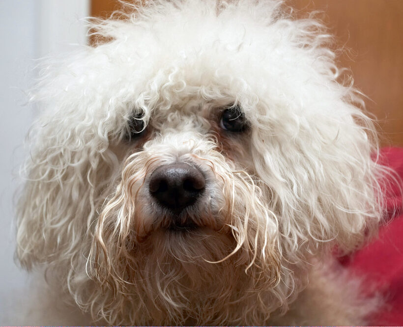 Bath, Bolognese, Dog, Dogs, Lulu, Oscar, Shower, Time