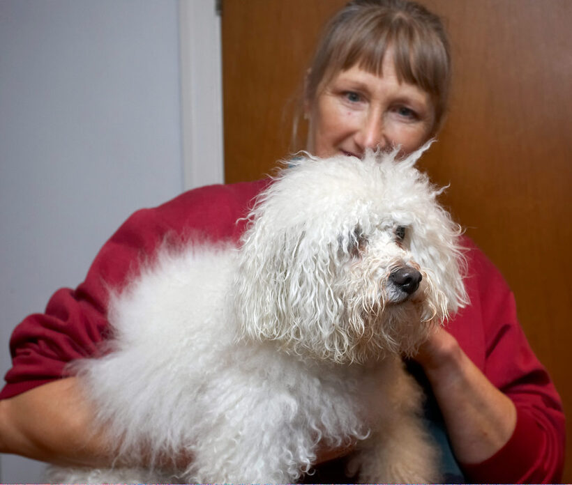 Bath, Bolognese, Cathy, Dog, Dogs, Lulu, Oscar, Shower, Time