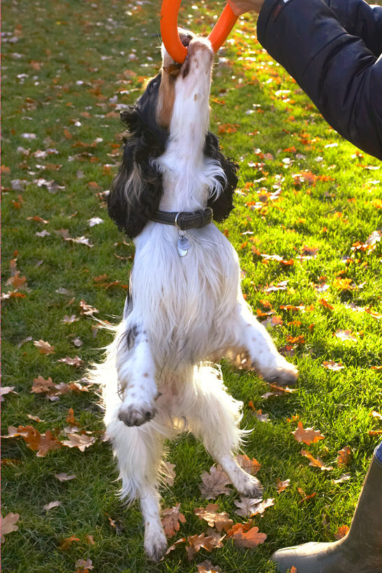 Cocker Spaniel, Dog, Dogs, Play, Playing, Playtime, Spaniels, Tug-o-war, Ziggy