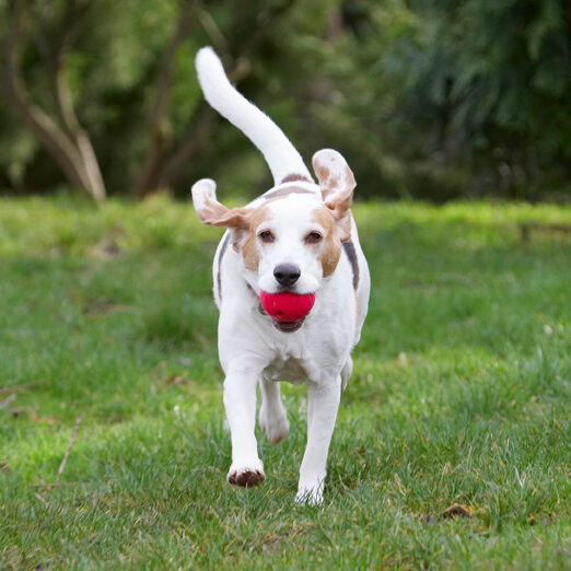 Ball, Beagle, Beagles, Dog, Dogs, Play, Playing, Playtime, Run, Running, Stan