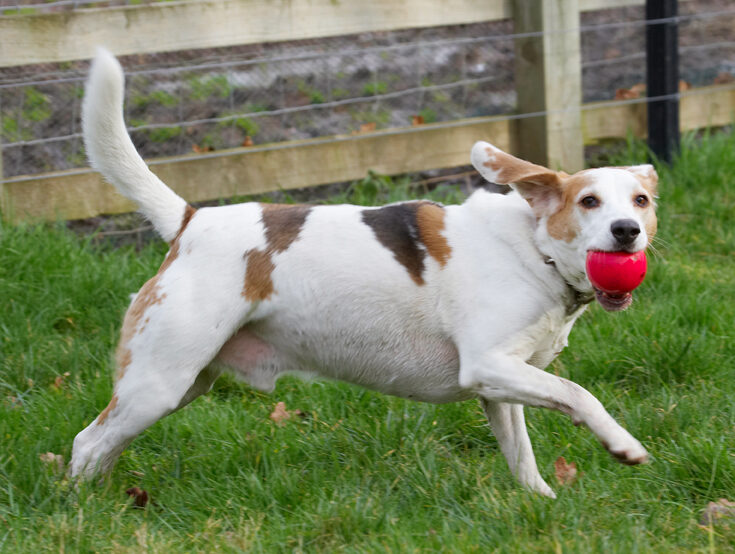 Ball, Beagle, Beagles, Dog, Dogs, Play, Playing, Playtime, Run, Running, Stan