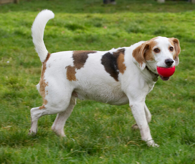Ball, Beagle, Beagles, Dog, Dogs, Play, Playing, Playtime, Stan