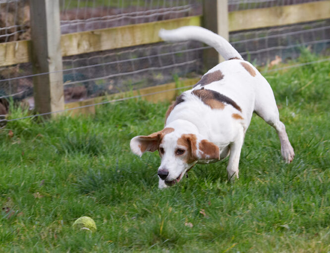 Ball, Beagle, Beagles, Dog, Dogs, Play, Playing, Playtime, Stan