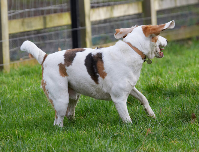 Beagle, Beagles, Dog, Dogs, Play, Playing, Playtime, Stan