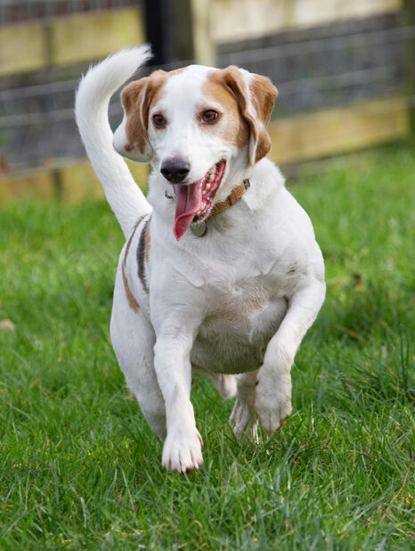 Beagle, Beagles, Dog, Dogs, Play, Playing, Playtime, Run, Running, Stan, Tongue