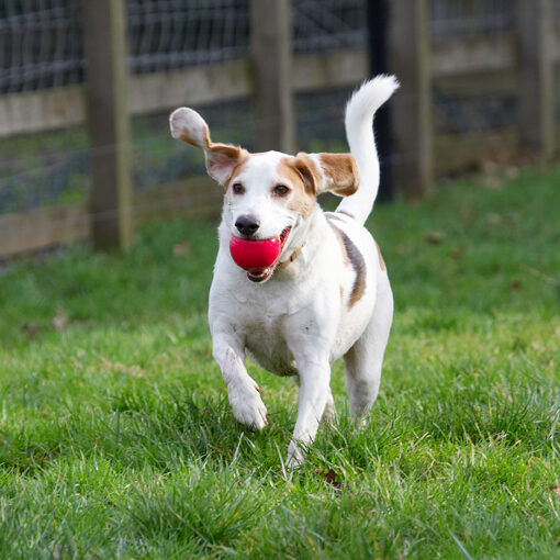 Ball, Beagle, Beagles, Dog, Dogs, Play, Playing, Playtime, Run, Running, Stan
