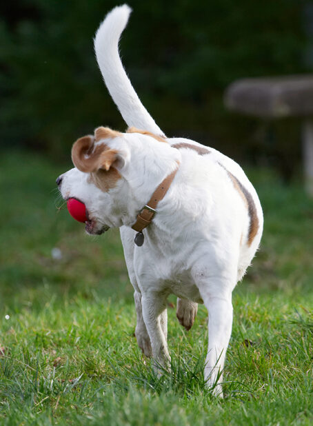 Ball, Beagle, Beagles, Dog, Dogs, Play, Playing, Playtime, Stan