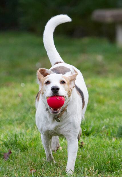 Ball, Beagle, Beagles, Dog, Dogs, Play, Playing, Playtime, Run, Running, Stan