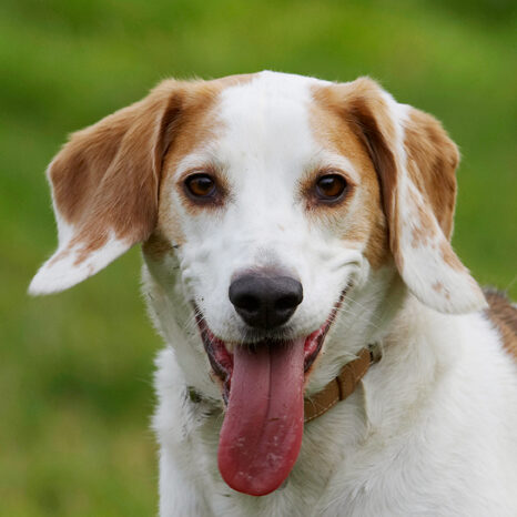 Beagle, Beagles, Dog, Dogs, Play, Playing, Playtime, Smile, Smiling, Stan, Tongue