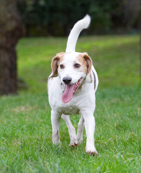 Beagle, Beagles, Dog, Dogs, Play, Playing, Playtime, Run, Running, Stan, Tongue