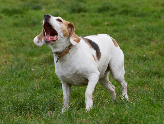 Beagle, Beagles, Dog, Dogs, Play, Playing, Playtime, Stan
