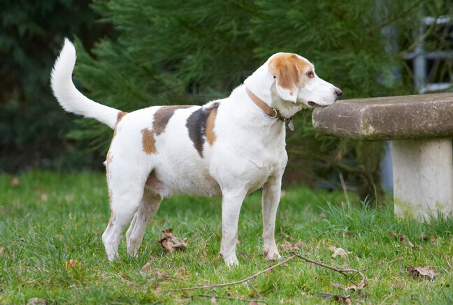 Beagle, Beagles, Dog, Dogs, Play, Playing, Playtime, Stan, Stand, Standing