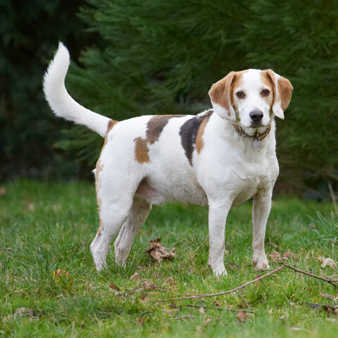Beagle, Beagles, Dog, Dogs, Play, Playing, Playtime, Stan, Stand, Standing