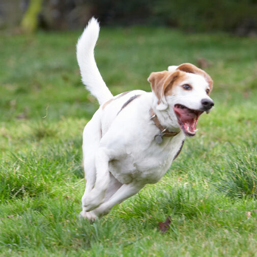 Beagle, Beagles, Dog, Dogs, Play, Playing, Playtime, Run, Running, Stan, Tongue