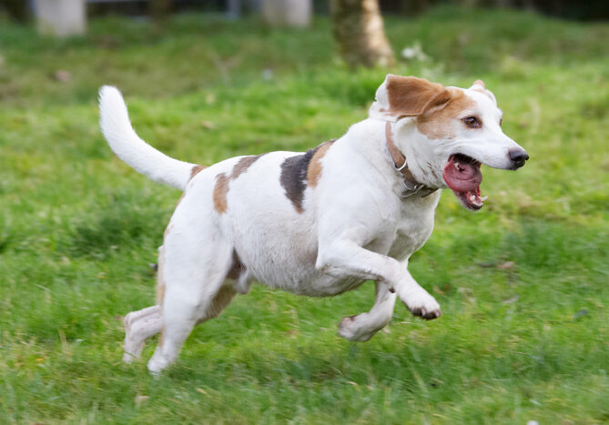 Beagle, Beagles, Dog, Dogs, Play, Playing, Playtime, Run, Running, Stan, Tongue