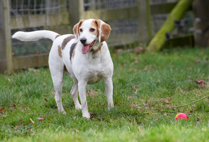 Ball, Beagle, Beagles, Dog, Dogs, Play, Playing, Playtime, Stan, Tongue