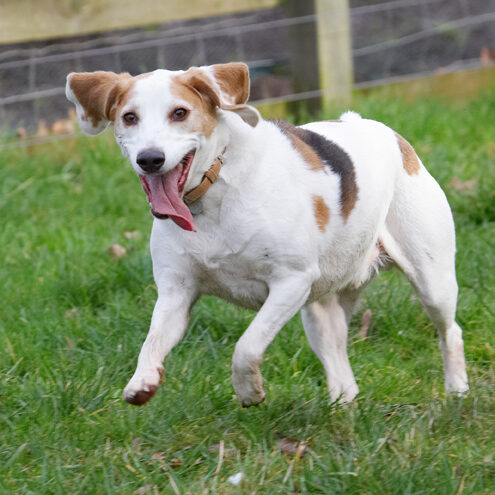 Beagle, Beagles, Dog, Dogs, Jump, Jumping, Play, Playing, Playtime, Run, Running, Stan, Tongue