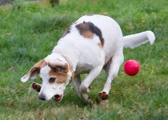 Ball, Beagle, Beagles, Dog, Dogs, Play, Playing, Playtime, Stan