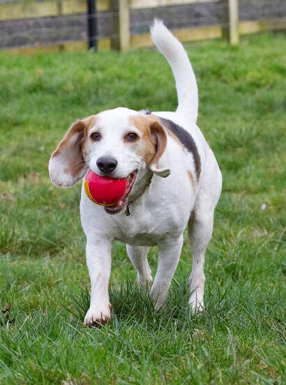 Ball, Beagle, Beagles, Dog, Dogs, Play, Playing, Playtime, Stan