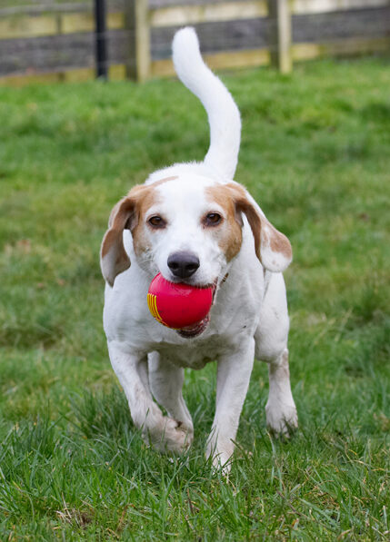 Ball, Beagle, Beagles, Dog, Dogs, Play, Playing, Playtime, Stan