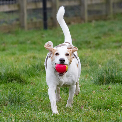 Ball, Beagle, Beagles, Dog, Dogs, Play, Playing, Playtime, Run, Running, Stan