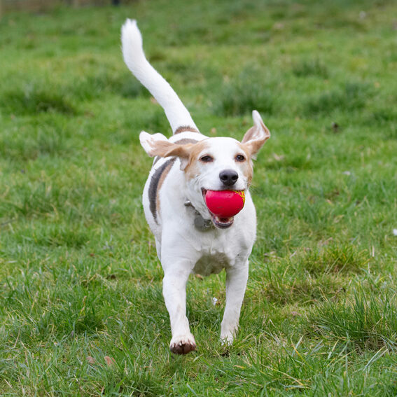 Ball, Beagle, Beagles, Dog, Dogs, Play, Playing, Playtime, Run, Running, Stan