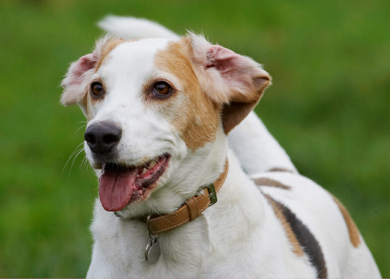 Beagle, Beagles, Dog, Dogs, Play, Playing, Playtime, Smile, Smiling, Stan, Tongue