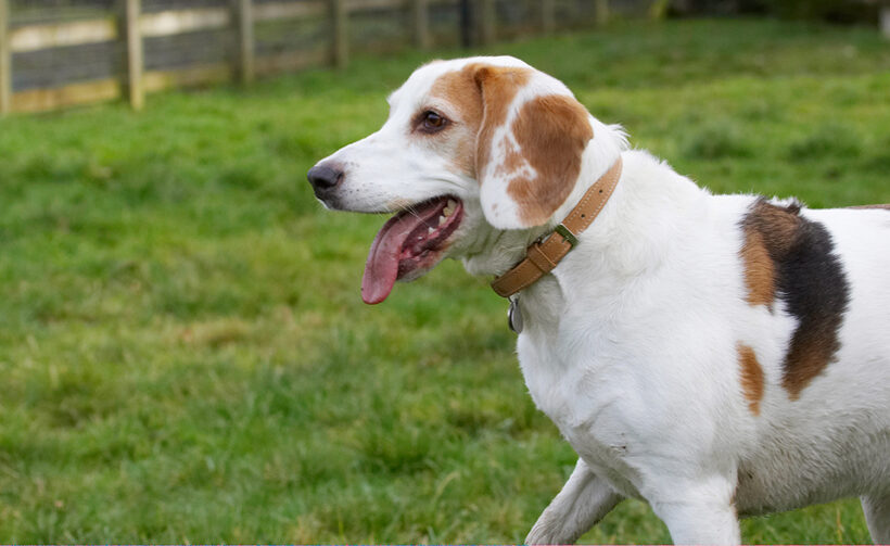 Beagle, Beagles, Dog, Dogs, Head, Play, Playing, Playtime, Stan, Tongue