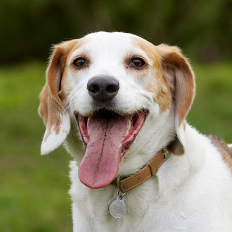 Beagle, Beagles, Dog, Dogs, Head, Play, Playing, Playtime, Smile, Smiling, Stan, Tongue