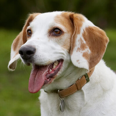 Beagle, Beagles, Dog, Dogs, Head, Play, Playing, Playtime, Smile, Smiling, Stan, Tongue