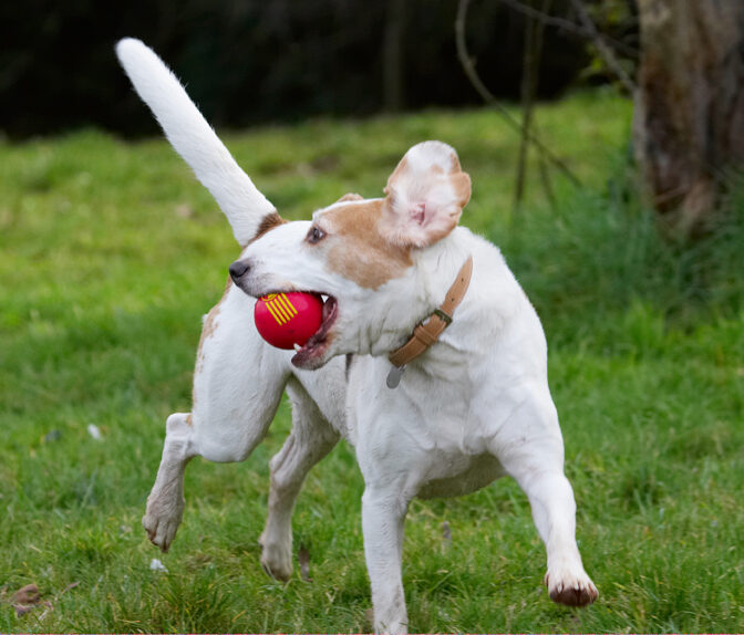 Ball, Beagle, Beagles, Dog, Dogs, Play, Playing, Playtime, Run, Running, Stan
