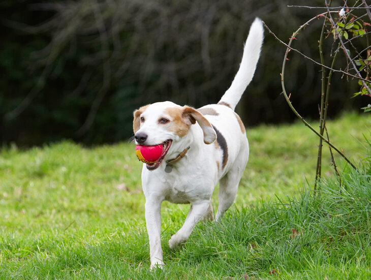 Ball, Beagle, Beagles, Dog, Dogs, Play, Playing, Playtime, Run, Running, Stan