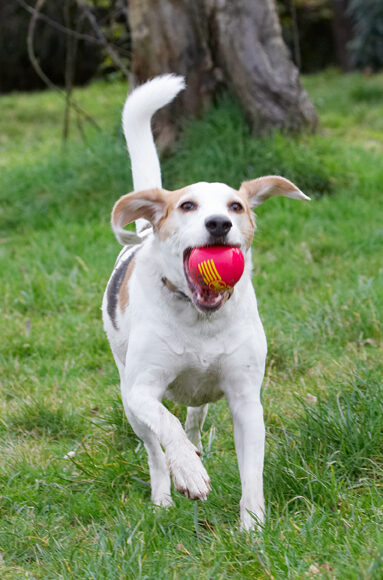 Ball, Beagle, Beagles, Dog, Dogs, Play, Playing, Playtime, Run, Running, Stan