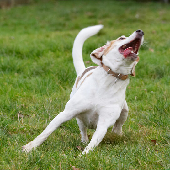 Beagle, Beagles, Dog, Dogs, Play, Playing, Playtime, Stan, Tongue