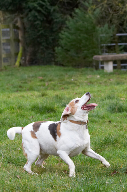 Beagle, Beagles, Dog, Dogs, Play, Playing, Playtime, Stan