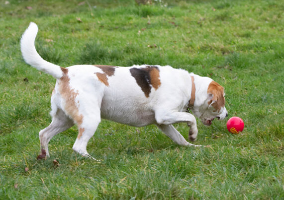 Ball, Beagle, Beagles, Dog, Dogs, Play, Playing, Playtime, Stan