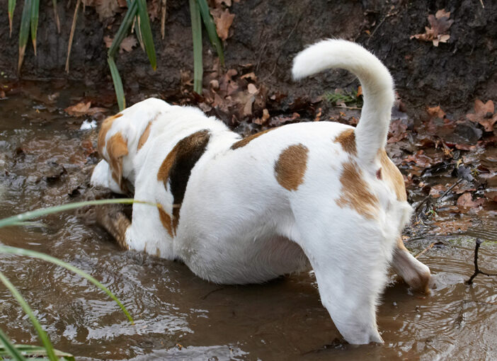 Beagle, Beagles, Dog, Dogs, Mud, Play, Playing, Playtime, Stan, Stream, Water