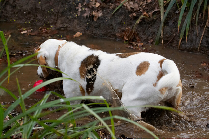 Ball, Beagle, Beagles, Dog, Dogs, Mud, Play, Playing, Playtime, Stan, Stream, Water