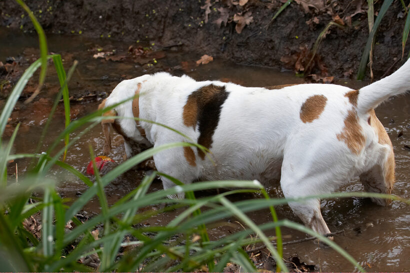 Ball, Beagle, Beagles, Dog, Dogs, Mud, Play, Playing, Playtime, Stan, Stream, Water