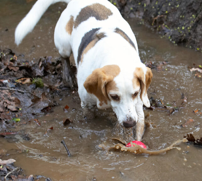 Ball, Beagle, Beagles, Dog, Dogs, Mud, Play, Playing, Playtime, Stan, Stream, Water